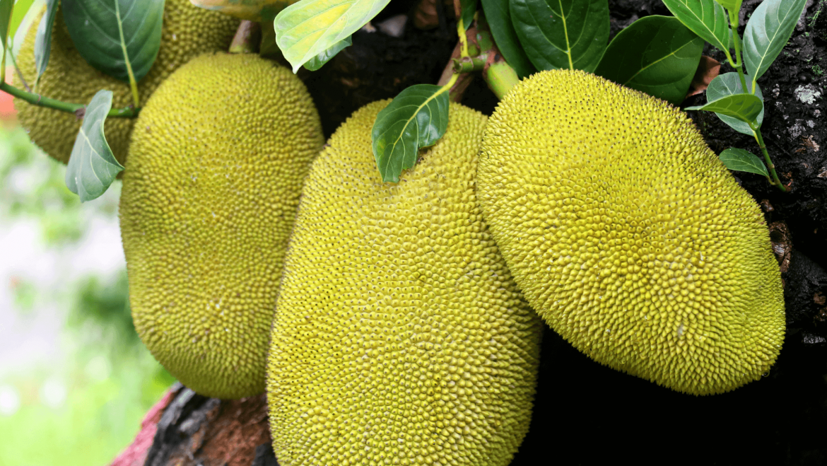 Jackfruit – Plant-based meat substitutes