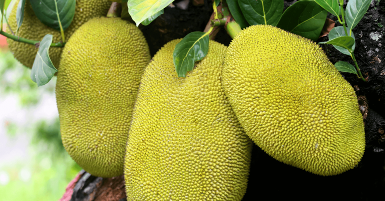 Jackfruit – Plant-based meat substitutes