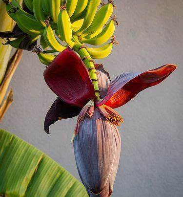 Vegan fish with Banana Blossom