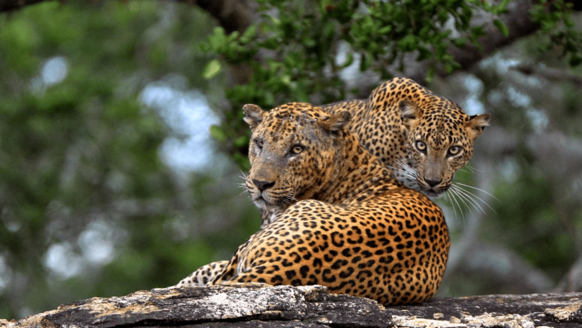 World Wild life day