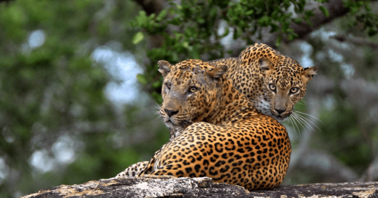 World Wild life day